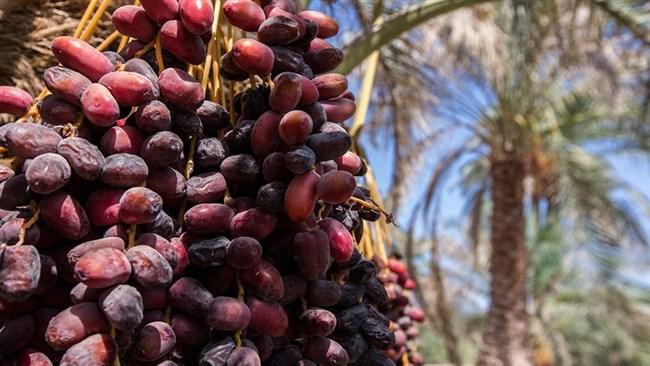 صادرات خرما در تیررس عوارض صادراتی صادرات خرما در تیررس عوارض صادراتی