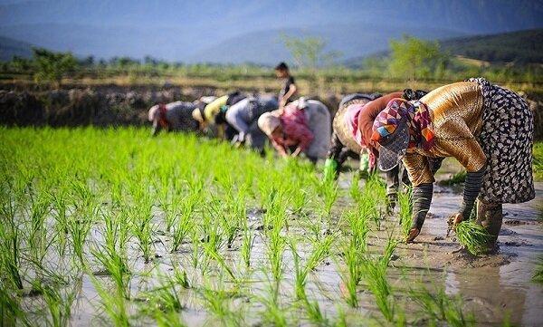 نکرانی از شیوع موج دوم کرونا در گیلان با آغاز فصل برنجکاری