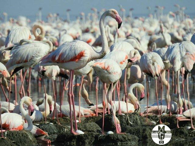 جوجه آوری هزاران فلامینگو در خورهای تالاب شادگان