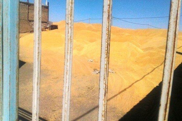 8 میلیارد و 800میلیون تومان ارزش گندم دولتی نزد یک شرکت متخلف ، دستگیری قاچاقچی ارز در فرودگاه گرگان
