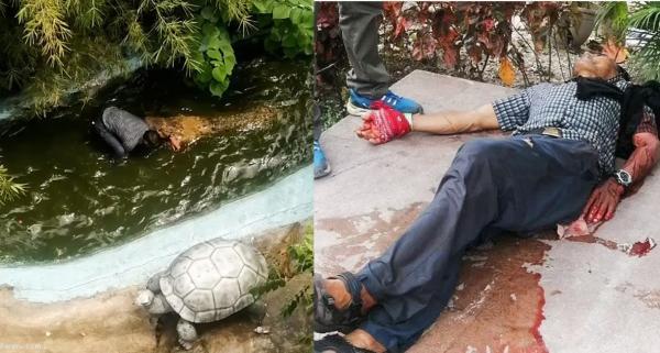 حمله خونین تمساح به یک گردشگر