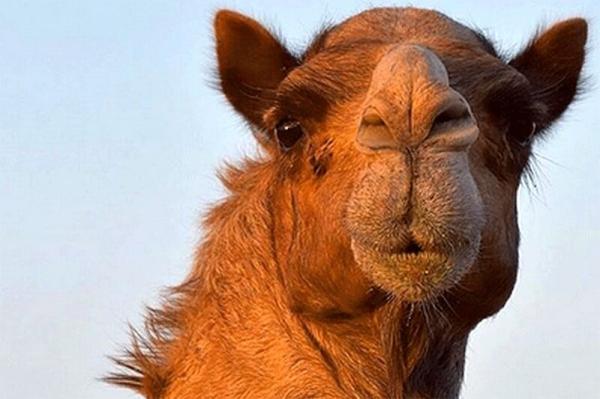 عربستان ترزیق ژل به لب شتر را ممنوع کرد عربستان ترزیق ژل به لب شتر را ممنوع نمود